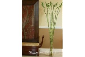 5 Kinds Lucky Bamboo Choose Potted Seed Variety Complete Dracaena Plant The Budding 50 PCS/Pack - (Color: 1)