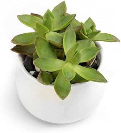 Succulent Planter - 2 inch Round, White, Mini Ceramic Pot for Succulents, Mini Cactus and Other Small Plants or Use as a Decorative Pot To Hold Small Accessories