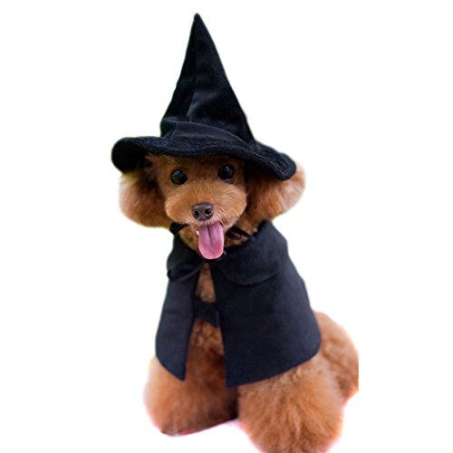 Alfie Pet by Petoga Couture - Norrie the Witch for Party Halloween Special Events Costume