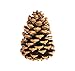 Winter Woods Cinnamon Scented Pinecones 12-14/Pkg, Large