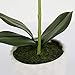 LIVILAN White Silk Artificial Orchids Arrangements with Ceramic vase for Decoration Fake Flowers for Table Centerpiece Home Decor Office Wedding Party Vivid Lifelike