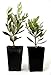 9GreenBox - Olive Tree - Tree of Peace - Olea europaea - 2 Pack primary