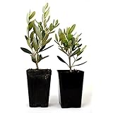 9GreenBox - Olive Tree - Tree of Peace - Olea europaea - 2 Pack