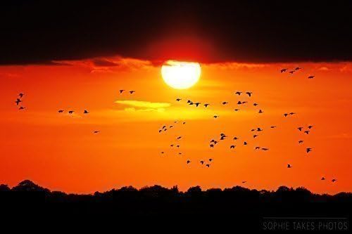 Art Photography - 'Dawn Flight' - Sunset Fine Art Nature and Landscape Photography Print by Sophie Takes Photos