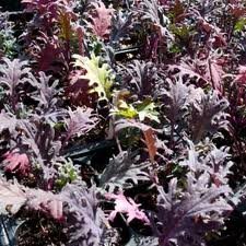 Todd's Seeds Red Russian Kale Seed - 1 Pound