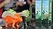 Triceratops Taco Holder - Dinosaur (Holds 2 Tacos!) Orange Color - for Jurassic