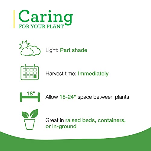 Bonnie Plants Lemon Thyme Live Herb Plants 4 Pack, Perennial In Zones