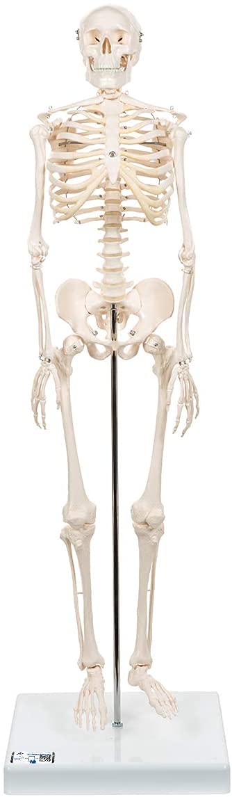 3B Scientific Mini Human Skeleton Model Shorty - Pelvic Mounted on a Base A18 + free anatomy software - 3B Smart Anatomy