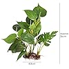 DIGIFLEX-Artificial-Plant-for-Fish-Tank--Fake-Plant--Fish-Tank-Decorations--Fishtank-Ornament-Green-Leaves--20cm--Home-Aquarium--Natural-Realistic-Design DIGIFLEX Artificial Plant for Fish Tank – Fake Decorations – Fishtank Ornament Green Leaves – 20cm – Home Aquarium – One…
