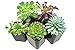 Succulent Plants (5 Pack), Fully Rooted in Planter Pots with Soil -  Real Live Potted Succulents / Unique Indoor Cactus Decor by Plants for Pets primary