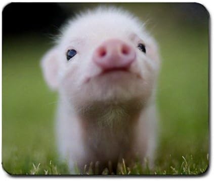 Cute Piglet Close up Mouse Pad