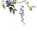 Miracliy Artificial Flowers Vine 2 Pcs 6.6ft Fake Silk Wisteria Ivy Vine Rattan Hanging Garland for Home Party Wedding Decor, Purple
