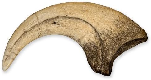 Deinonychus Actual Size Claw Teaching Quality Recreation