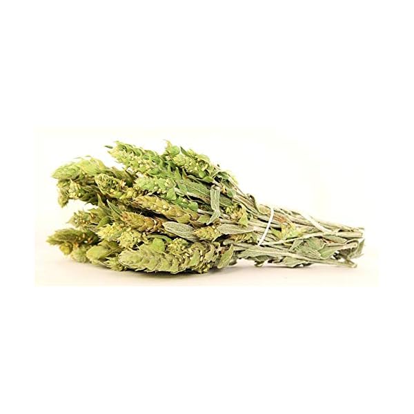 Griechischer Gebirgstee Bergtee Ganz Kräutertee - Sideritis Raeseri (1kg)