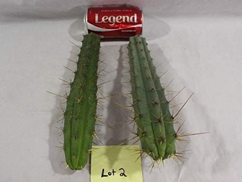 FARMERLY Organic Seeds: 2 To Bridgesii ~ San Pedro Cousin~ READ ITEM DESCRIPTION