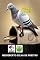 Livro Pombo Correio