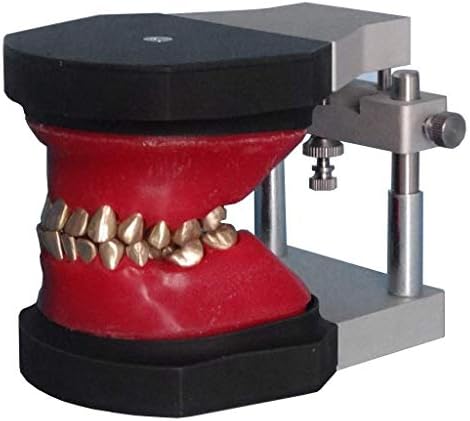 教育モデル歯科用歯解剖学的モデル歯列矯正の歯モデル3