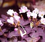 Oxalis Mijke - 15 large - 4/5cm flower bulbs