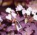 Oxalis Mijke - 15 large - 4/5cm flower bulbs