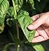 David's Garden Seeds Herb Basil Genovese SL8911 (Green) 200 Non-GMO, Heirloom, Organic Seeds