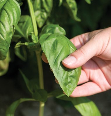 David's Garden Seeds Herb Basil Genovese D911A (Green) 500 Organic Seeds David's Garden Seeds Herb Basil Genovese D911A (Green) 500 Organic Seeds