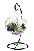 Air Plant Terrarium Kit | Purple Passion | Natural Accents Series | 4” Hanging Glass Globe w/Stand | Nautical Crush Trading TM