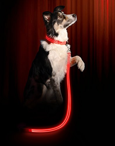 LED Dog Collar - USB Rechargeable - Available in 6 Colors & 6 Sizes - Makes Your Dog Visible, Safe & Seen - Red, Large (19 - 24" / 49 - 61cm)