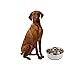 OurPet's Durapet Stainless Steel Bowl, 4 Cups, 6.9''X6.9''X2.5''