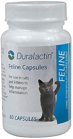 sugar baby flying squirrel