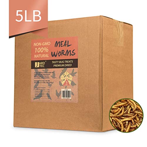Best Mealworms Buying Guide GistGear