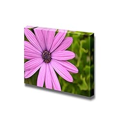 Pink Daisy Close Up Wall Decor