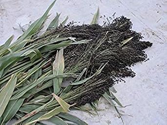 Shoppy Star: 1 LB BLACK AMBER SORGHUM SEED, Schwarz Bernstein“Broom Corn - Heirloom - unbehandelt