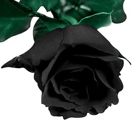 Futaba Blood Black Rose Flower Seed - 50 pcs
