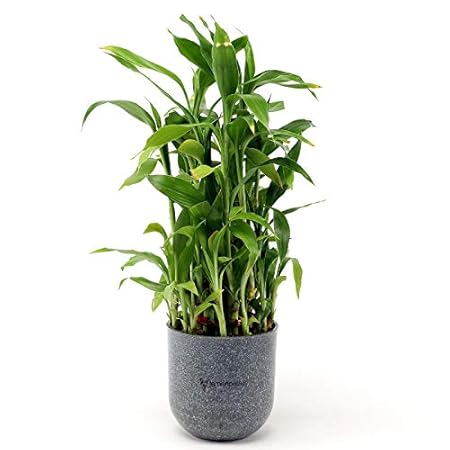 Ferns N Petals Three Layer Lucky Bamboo Plant in Grey Melamine Pot(4 X 3.5 Inches)