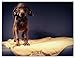 Dog Blanket (Tan)