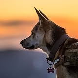 OneTigris Military Adjustable Dog Collar with Metal D Ring & Buckle 2 Sizes (M, Grey)