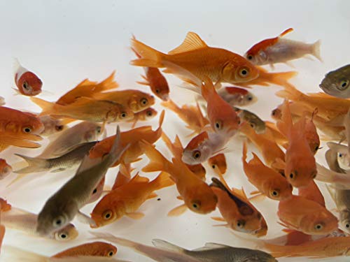 Toledo Goldfish Live Comet Goldfish For Aquariums Tanks Or