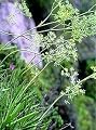 Bupleurum Herbal Capsules