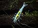 Aquatic Arts 5 Live Freshwater Blue Velvet Shrimp (Neocaridina davidi - 1/4 to 1 inch Breeding Age Adults)