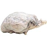 Anatomy Lab Preserved Sheep Brain Specimen for Dissection, Fully Extracted, Vacuum Pack of 1