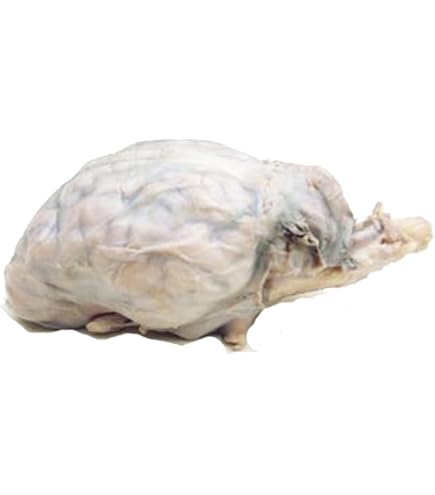 Carolina Mammalian Organ Dissection Kit - Eye, Brain, Kidney & Heart Anatomy With Histology Slides