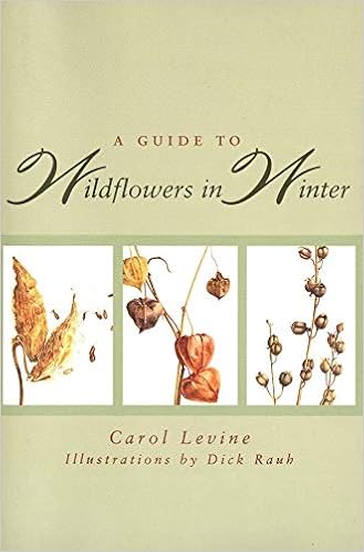 A Guide To Wildflowers In Winter Herbaceous Plants Of Northeastern North America Levine Carol Rauh Dick 9780300065602 Amazon Com Books