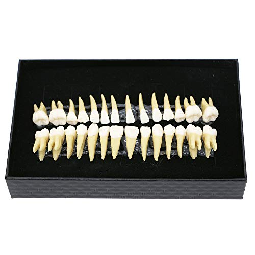 BOMAOER Dental 28pcs 11 Demonstration Permanent Teeth Teach Study
