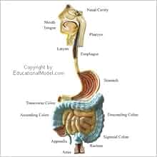 Human Digestive Tract Anatomy Medical Anatomical Chart