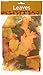 1 X Decorative Fall Leaves (250 pc) by Fun Express