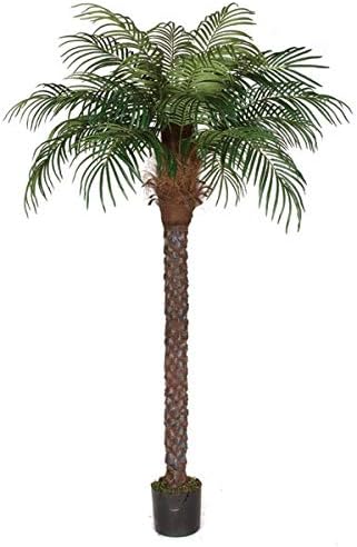 8 Foot Date Palm Tree Signature Foliage