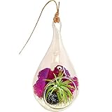 Bliss Gardens Mini Air Plant Terrarium Kit with 5