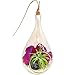 Bliss Gardens Mini Air Plant Terrarium Kit with 5" Teardrop Glass, Fuchsia Moss, White Rocks and Snowflake Obsidian Stone