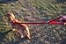 EcoBark Dog Leash - Soft & Reflective Comfort Training Leashes with Padded Handle - Strong Durable Heavy Duty - Training and Pulling for Small, Medium or Large Dogs (Red)