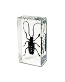 Spotted Longhorn Beetle Rectangular Paperweight (2.8"x1.6"x1")